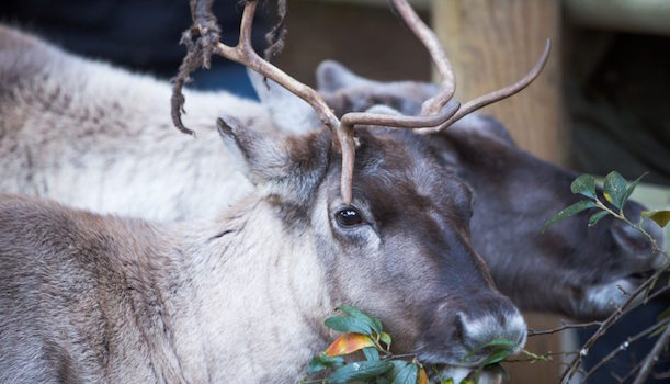 Flamingo Land Christmas