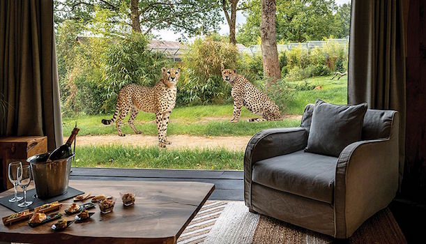 West Midland Safari Park Lodge Bookings