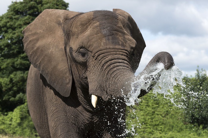 Elephant West Midland Safari Park