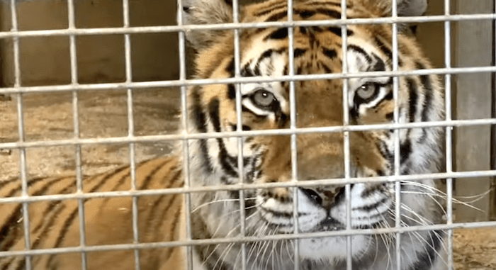 Tiger Feed Chessington