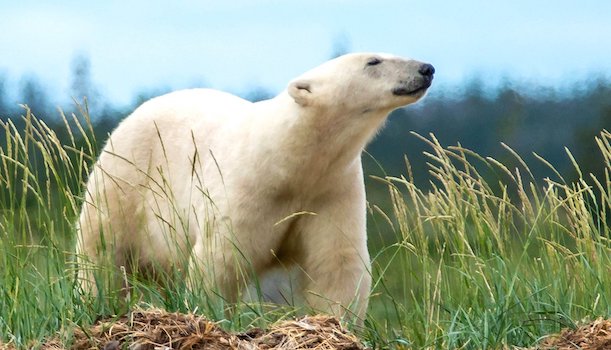 Polar Bear Peak Wildlife Park