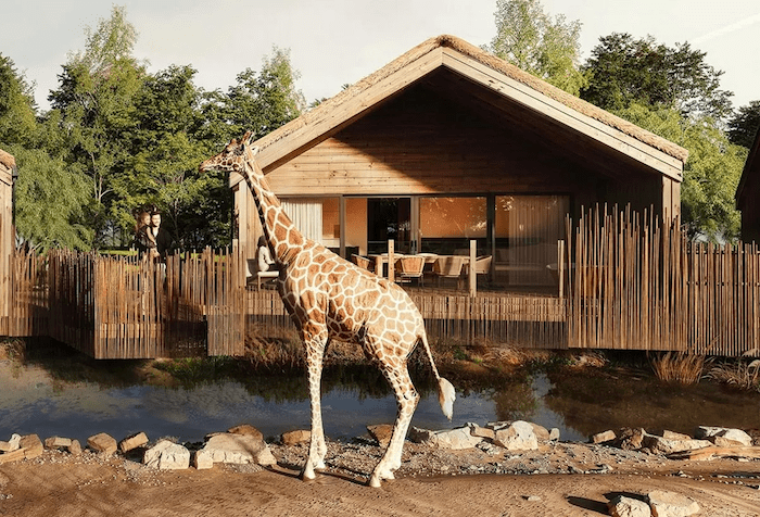 Giraffe Lodges Chester Zoo